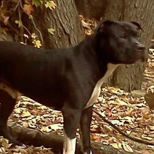 Meet your Posher, Arnold